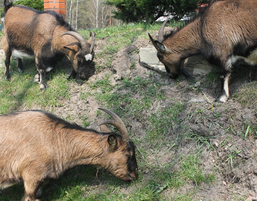 Mazowieckie Siolo Julianowka Buitenkant foto